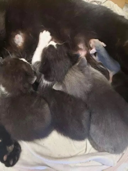 Кошка нашла и выкормила маленького опоссума Кошка нашла и выкормила маленького опоссума