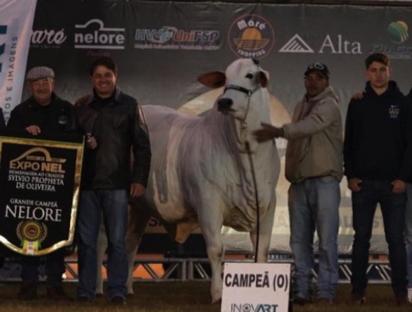 Эту красотку продали на аукционе за $4,3 миллиона. Рассказываем, почему такие деньги готовы платить за коров