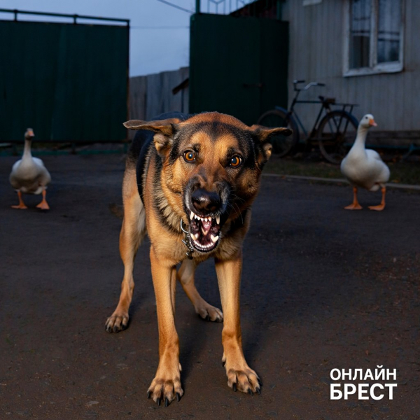 Двухмесячного ребенка загрызла собака бабушки и дедушки — подробности трагедии